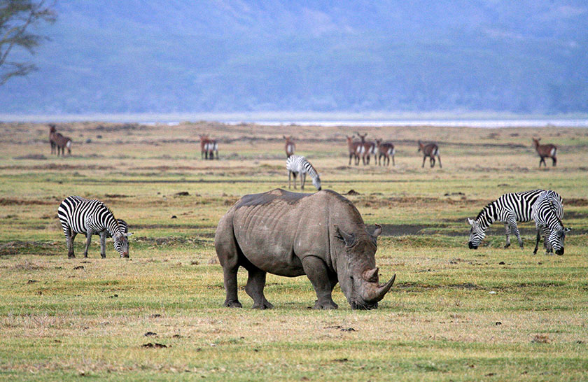 Ngorongoro