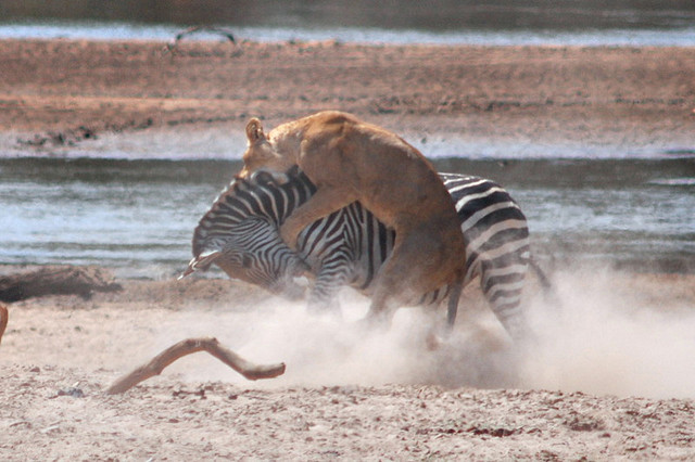South Luangwa National Park