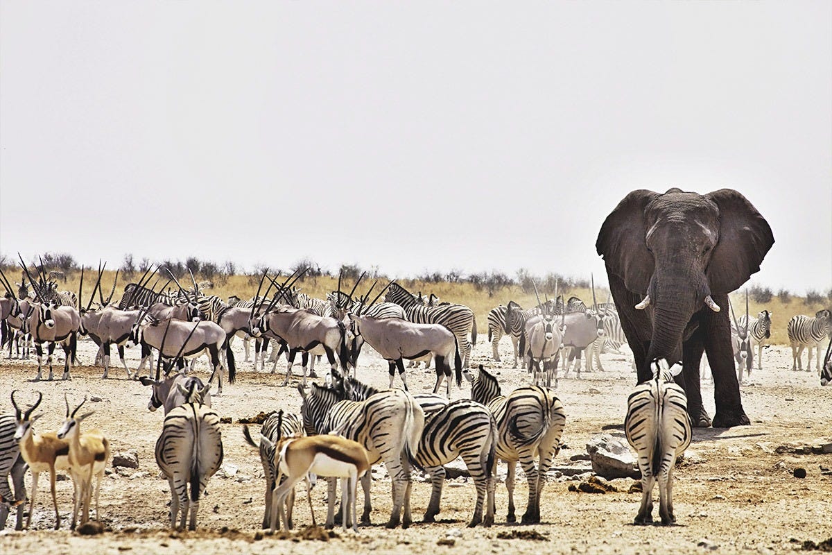 africa