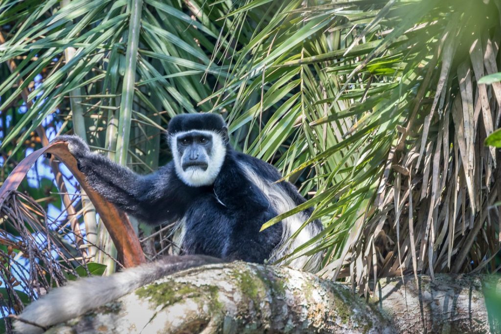 Kibale Forest National Park