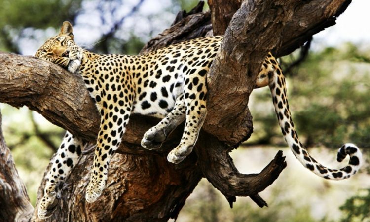 Tsavo West National Park