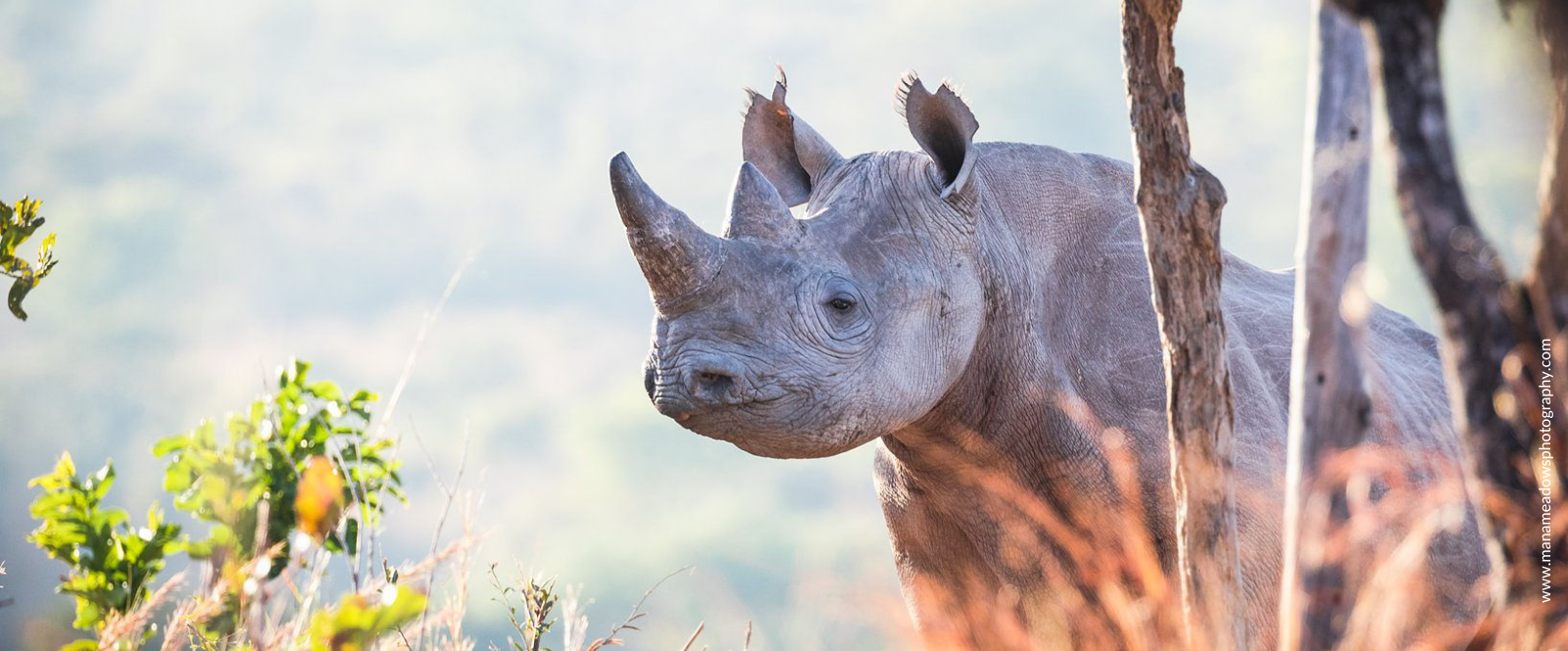 North Luangwa National Park