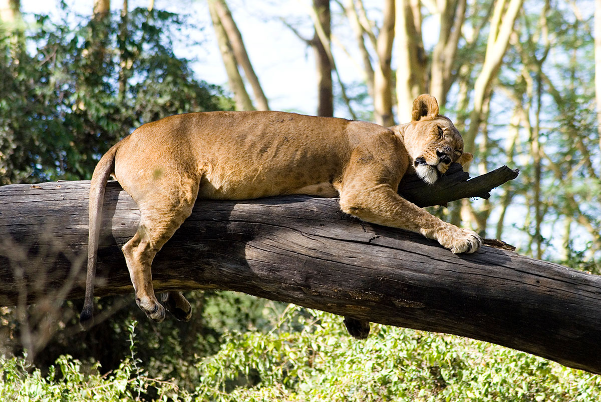 Lake Nakuru National Park