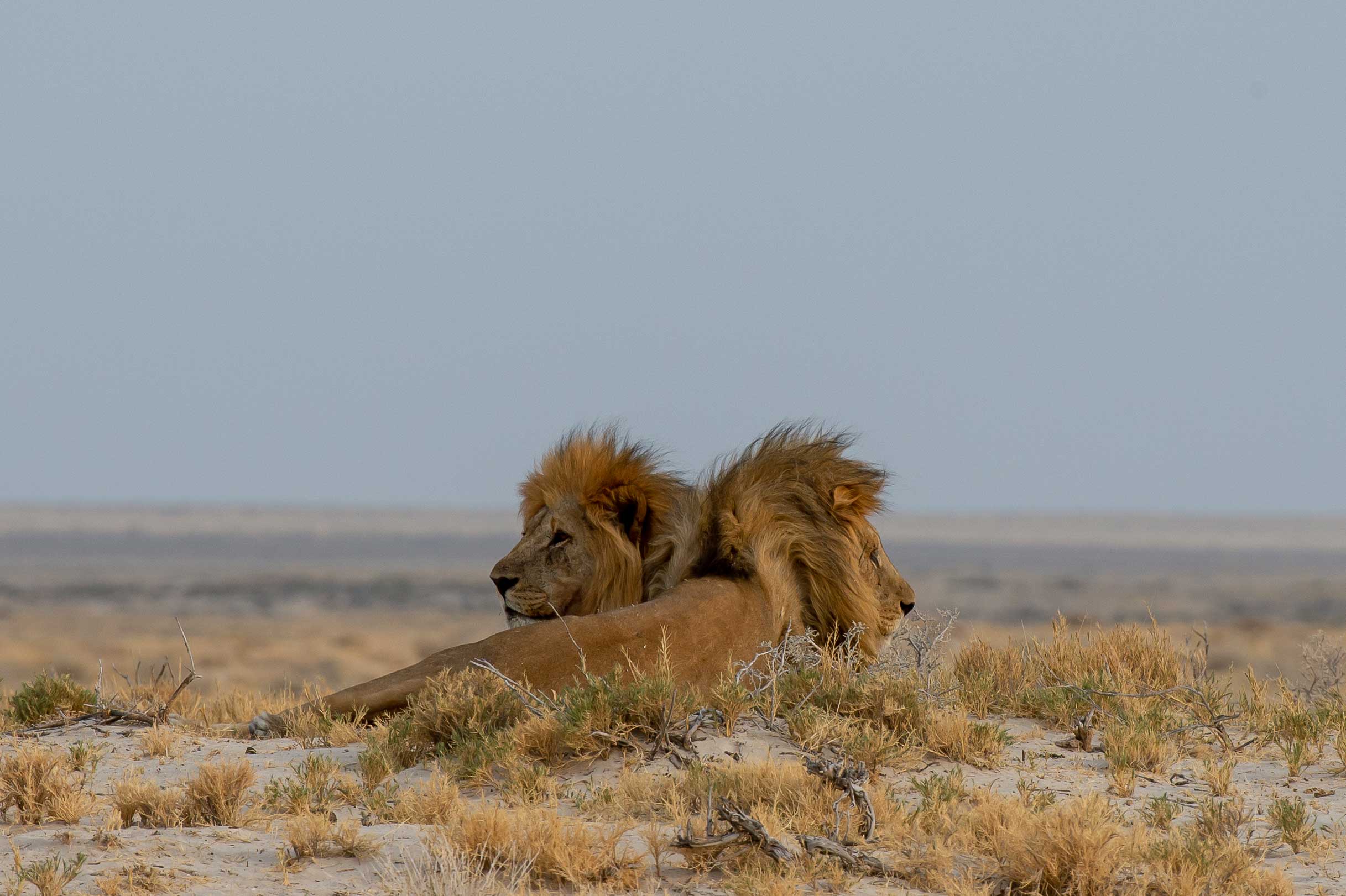off the beathen safari