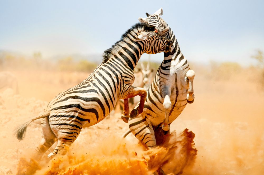 Africa