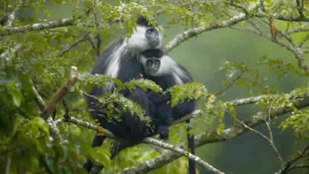 Gishwati Forest Reserve