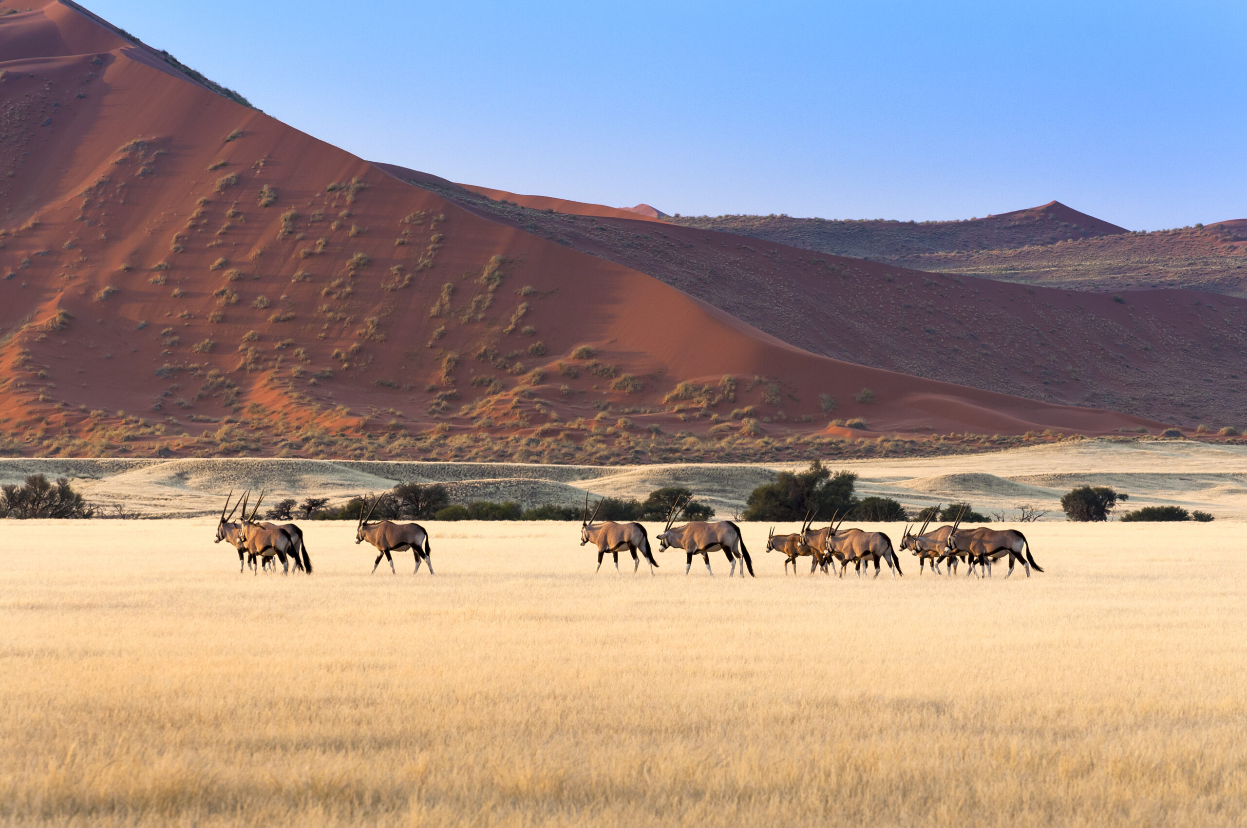 Sossusvlei / Namib Desert