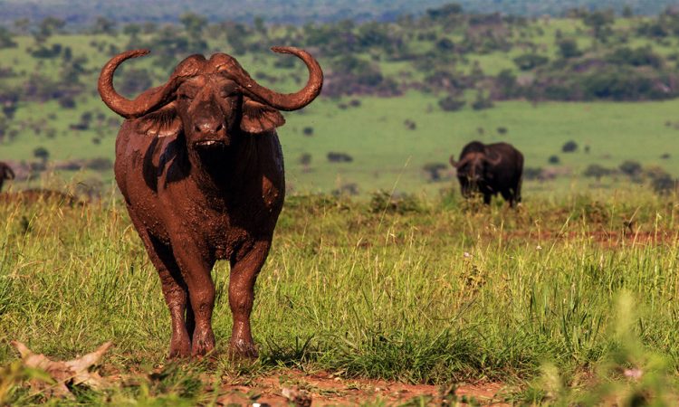 Kidepo Valley National Park 