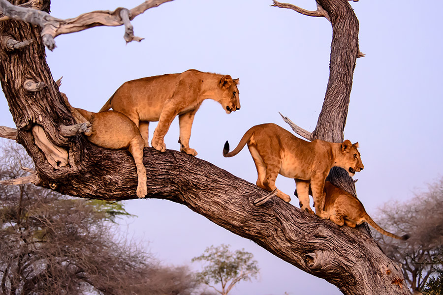 Africa
