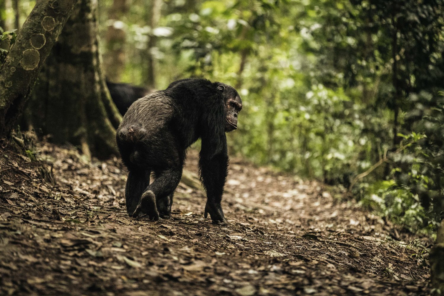 Gishwati Forest Reserve