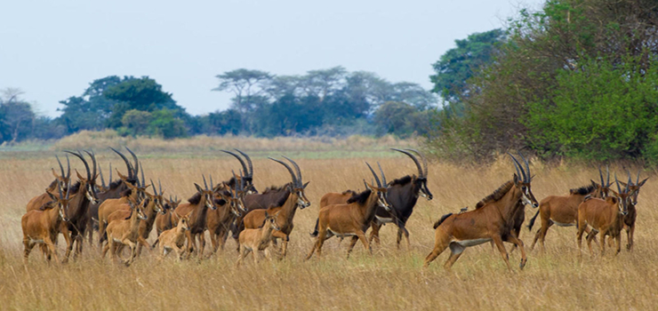 Africa