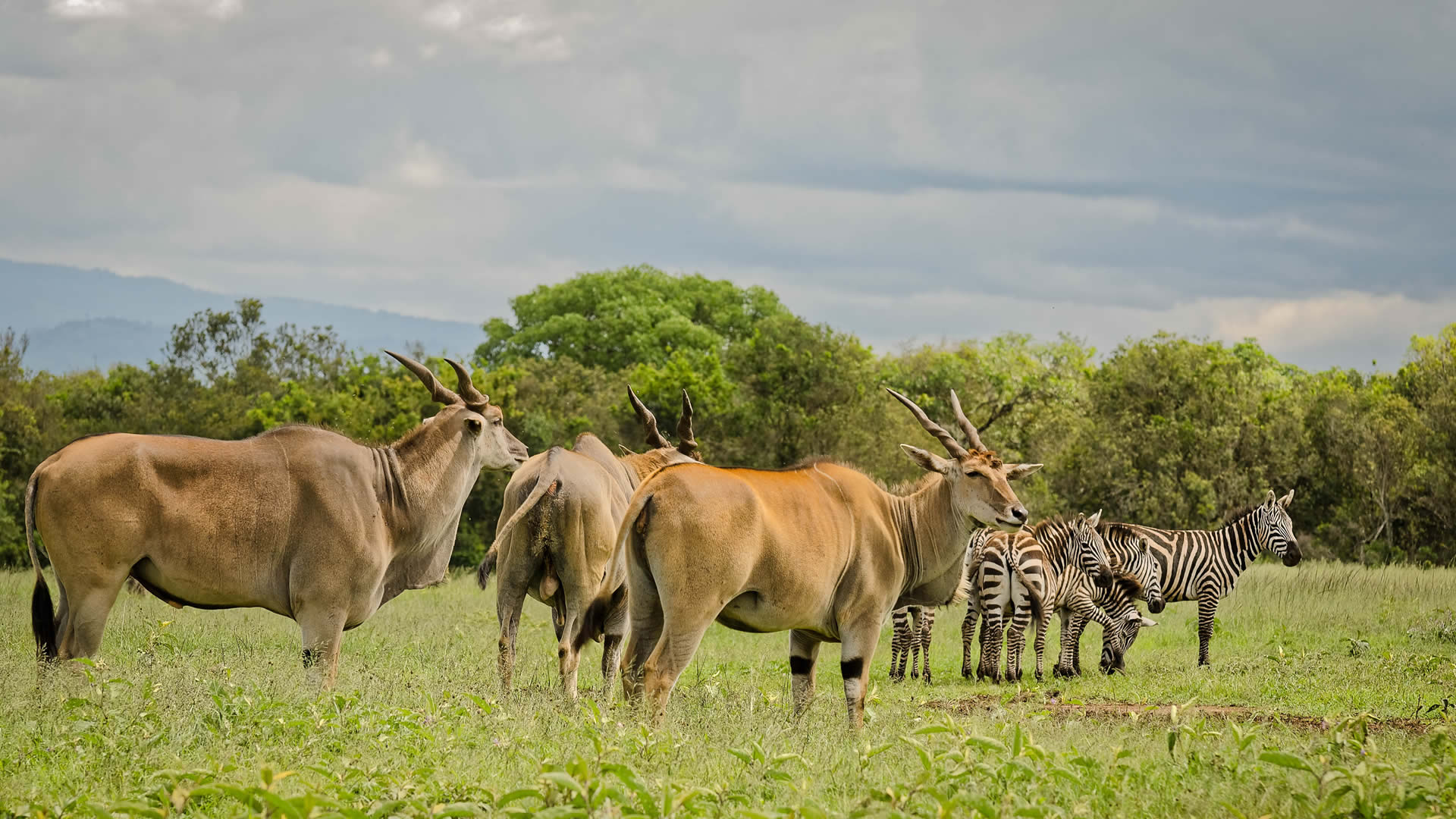 Tsavo West National Park