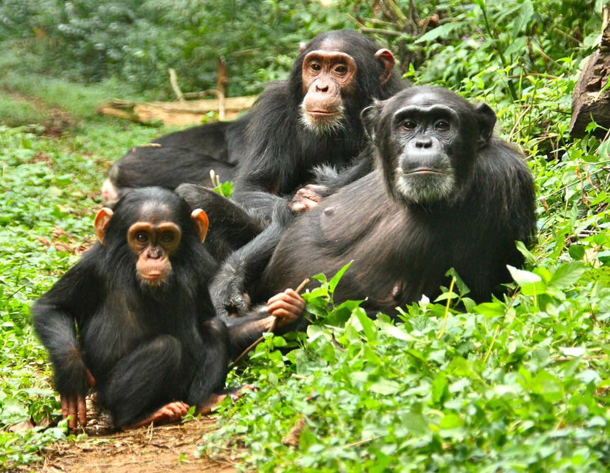 Kibale Forest National Park