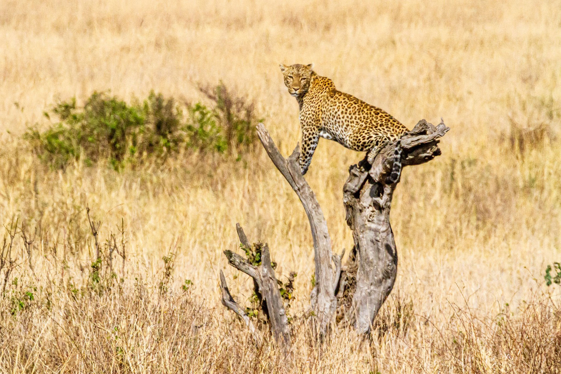 Kidepo Valley National Park 