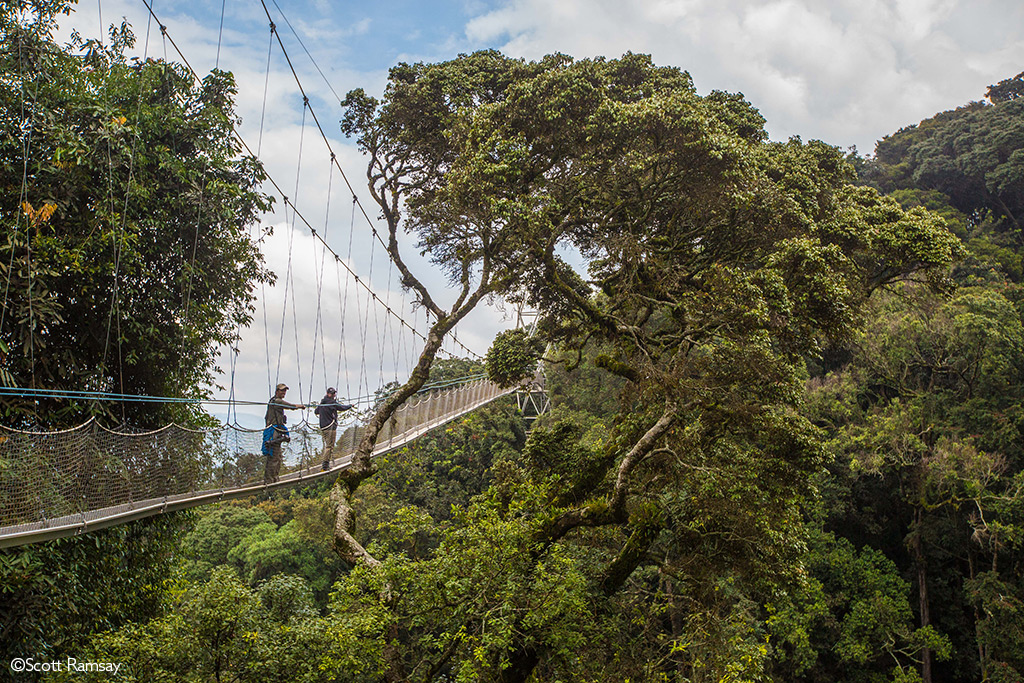 Nyungwe National Park