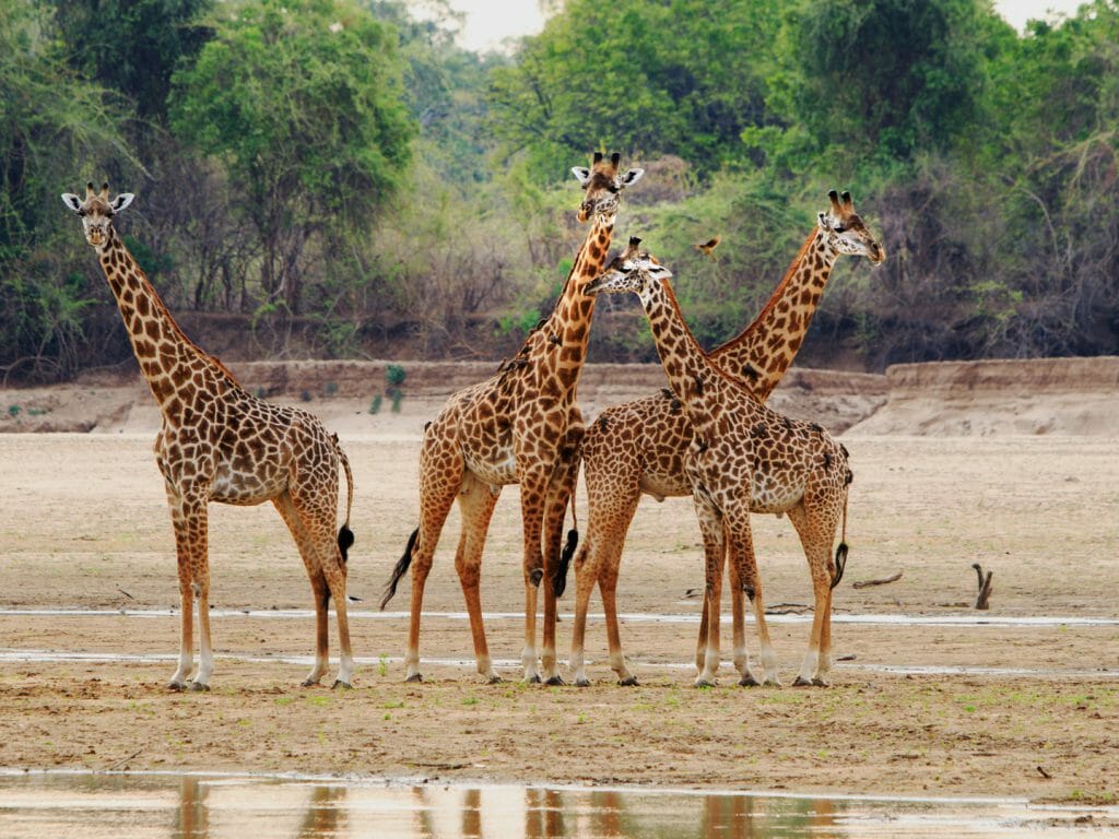 South Luangwa National Park