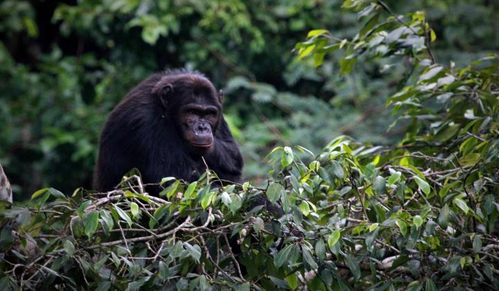 Gishwati Forest Reserve