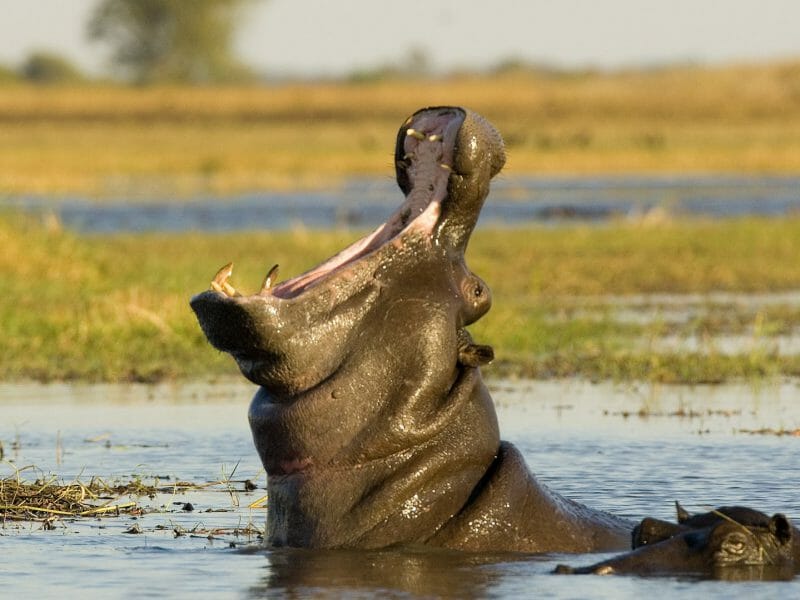 africa