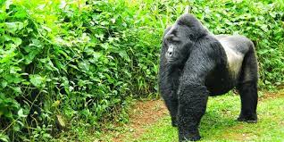 Bwindi Impenetrable National Park