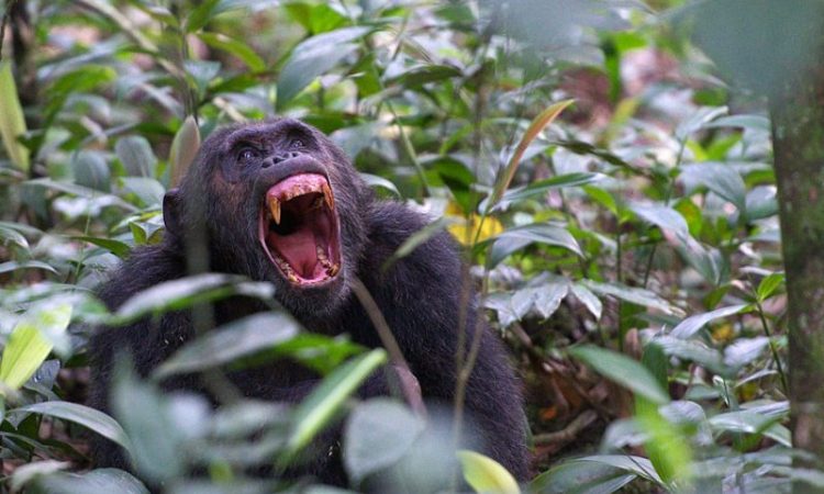 Kibale Forest National Park