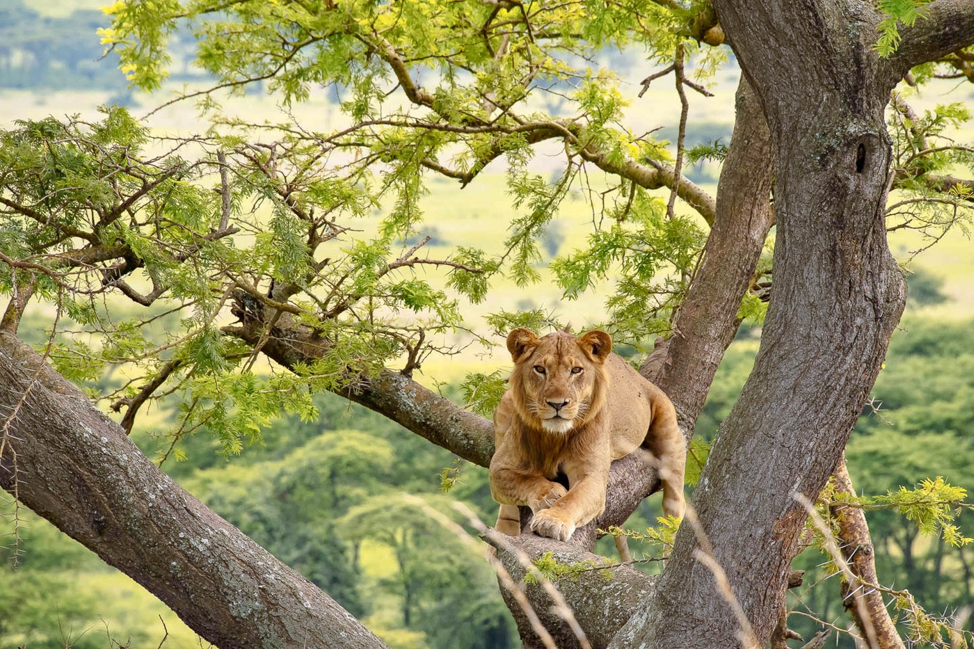 Africa