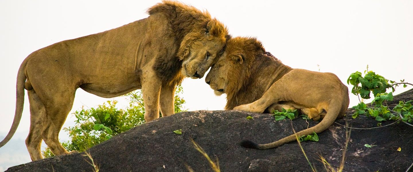 Africa