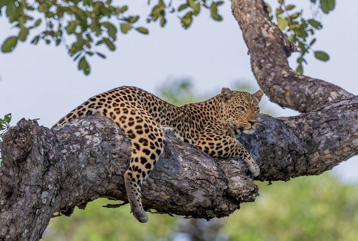 off the beathen safari