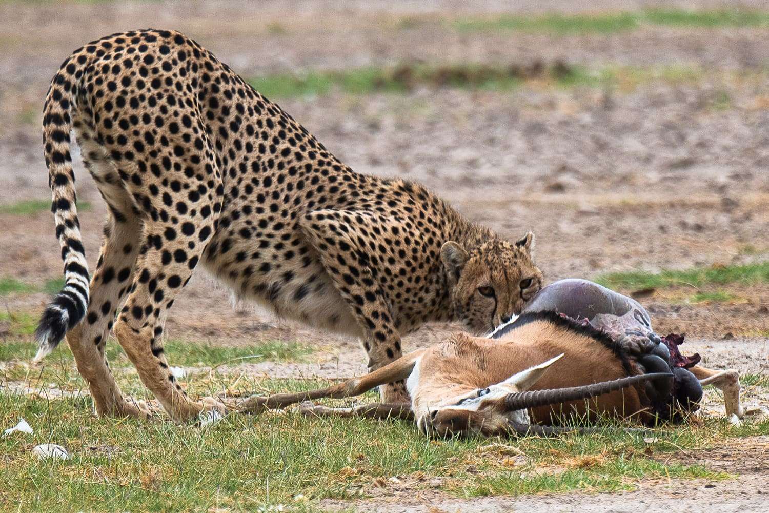 Tsavo East National Park