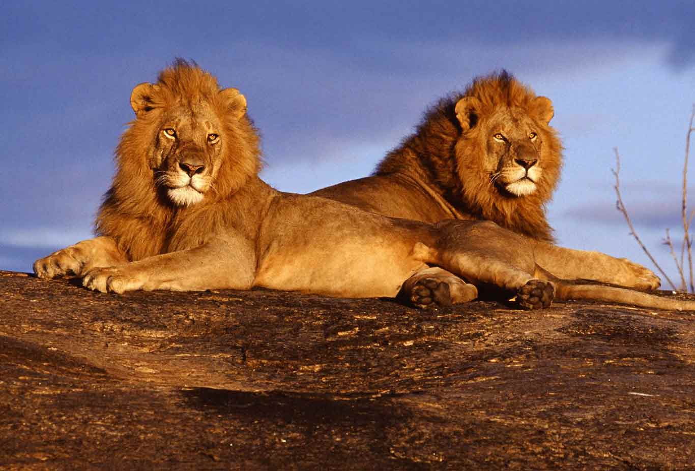Tsavo West National Park
