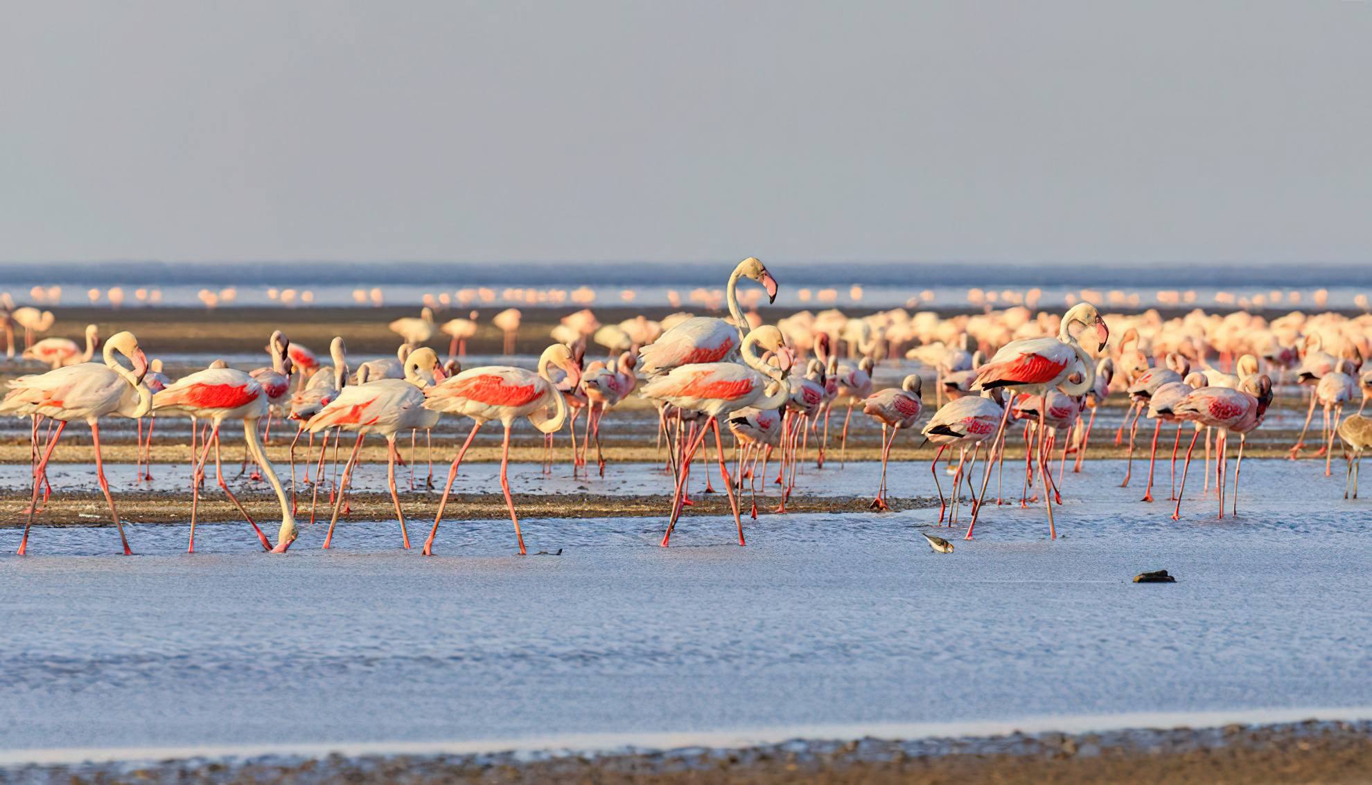 <p>Off the Beaten Path: Visiting Lake Natron</p>
