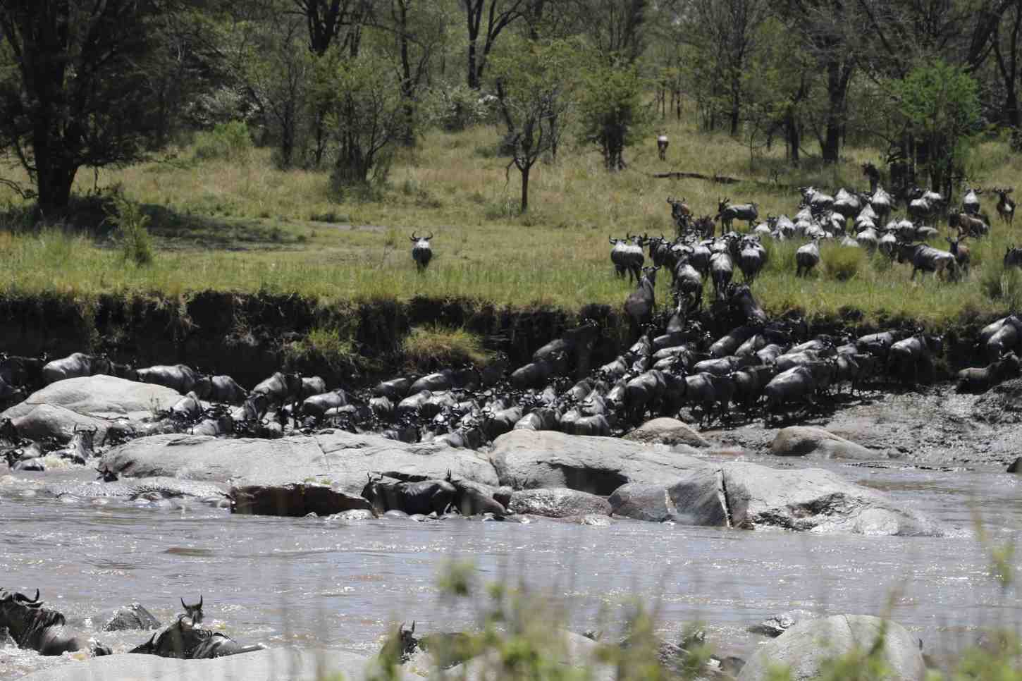 <p>The Great Migration Explained: When, Where, and How to Experience It in Tanzania</p>
