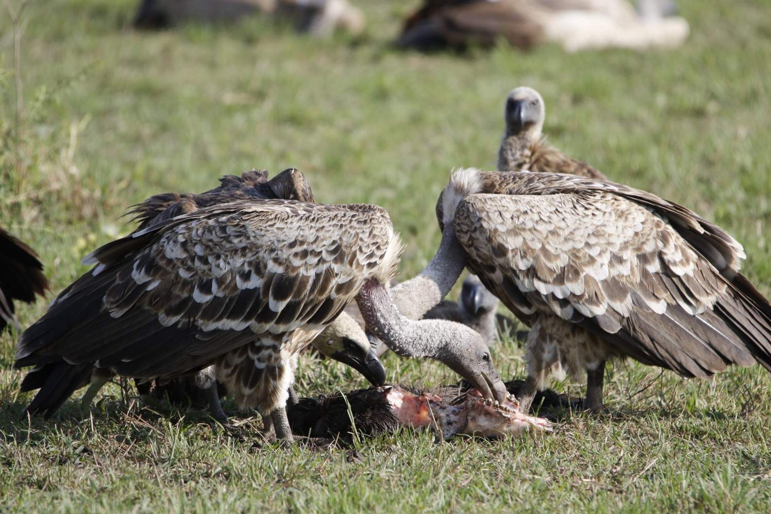 <p>Understanding Tanzania’s Climate & Weather: When to Plan Your Perfect Safari</p>
